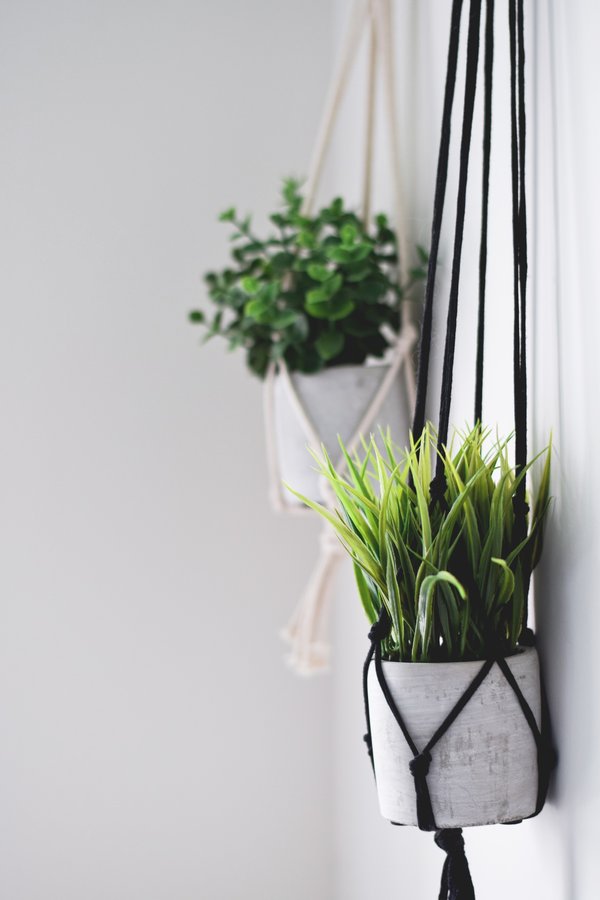 Sublimez votre décor avec des suspensions murales de plantes