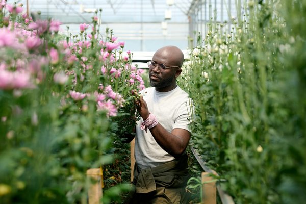 Éclairage horticole professionnel : solutions sur mesure pour vos plantes