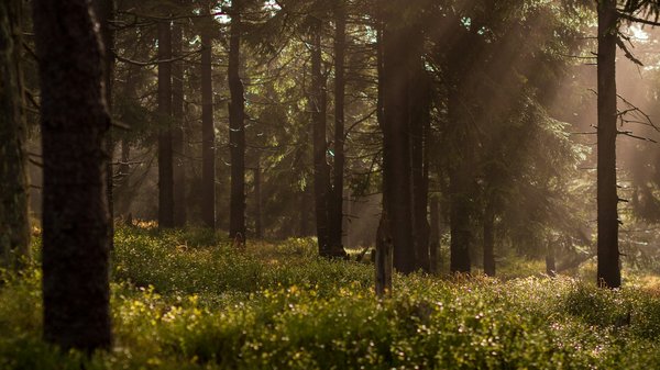 Comment les pratiques de gestion des forêts peuvent-elles être optimisées pour la conservation de la biodiversité ?
