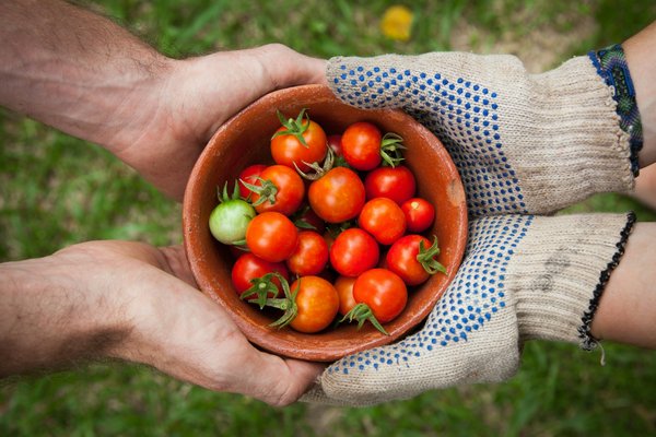 Comment les jardins partagés peuvent-ils renforcer la cohésion sociale et environnementale ?