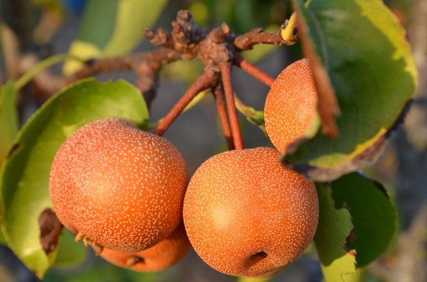 Découvrez les bienfaits nutritifs du nashi pour votre santé